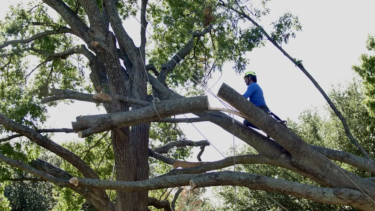 Professional Crown Thinning performed by certified arborists in Dane