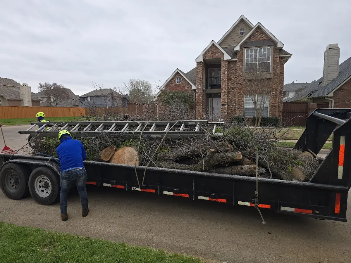 Expert Tree Removal with proper safety equipment in Dane